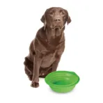 ΤΑΪΣΤΡΑ/ΜΠΟΛ ΤΑΞΙΔΙΟΥ PET TRAVEL BOWL 1000 ml ΓΙΑ ΣΚΥΛΟΥΣ/ΓΑΤΕΣ/ΚΑΤΟΙΚΙΔΙΑ ΖΩΑ (ΣΙΛΙΚΟΝΗ/ΔΙΑΦΟΡΑ ΧΡΩΜΑΤΑ) - Image 4