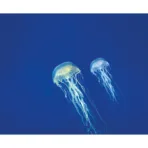AFTER BITE ΓΙΑ ΜΕΤΑ ΤΟ ΤΣΙΜΠΗΜΑ ΣΤΙΚ 16ml - Image 5